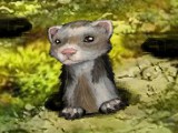 Furet rigolo