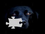 Jeux de puzzle Labrador