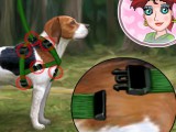 Chien beagle